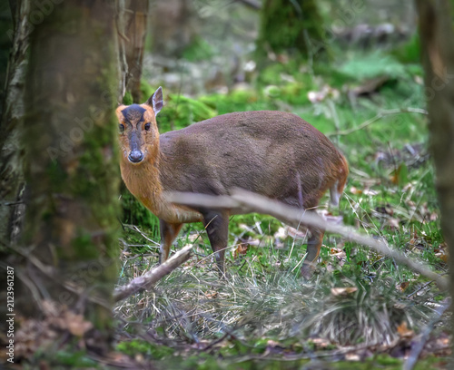 Brown deer stands alert in a forest clearing. Green grass and fallen branches frame the scene. Its dark eyes meet the camera with calm curiosity. Light filters through surrounding trees and leaves