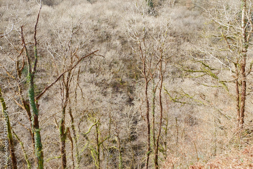 Winter trees stand stark against a soft, snowy backdrop