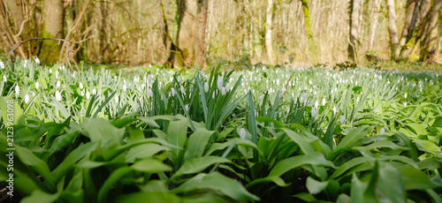 Fresh green leaves rise from earth beneath soft morning light. White flowers peek through dense foliage in woodland setting. Trees stand tall behind vibrant spring growth in natural setting