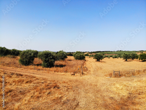 Canvas Print Typical summer landscape in the Alentejo region near Beja, Portugal, featuring dry grasslands, olive trees and rural dirt roads under a clear blue sky