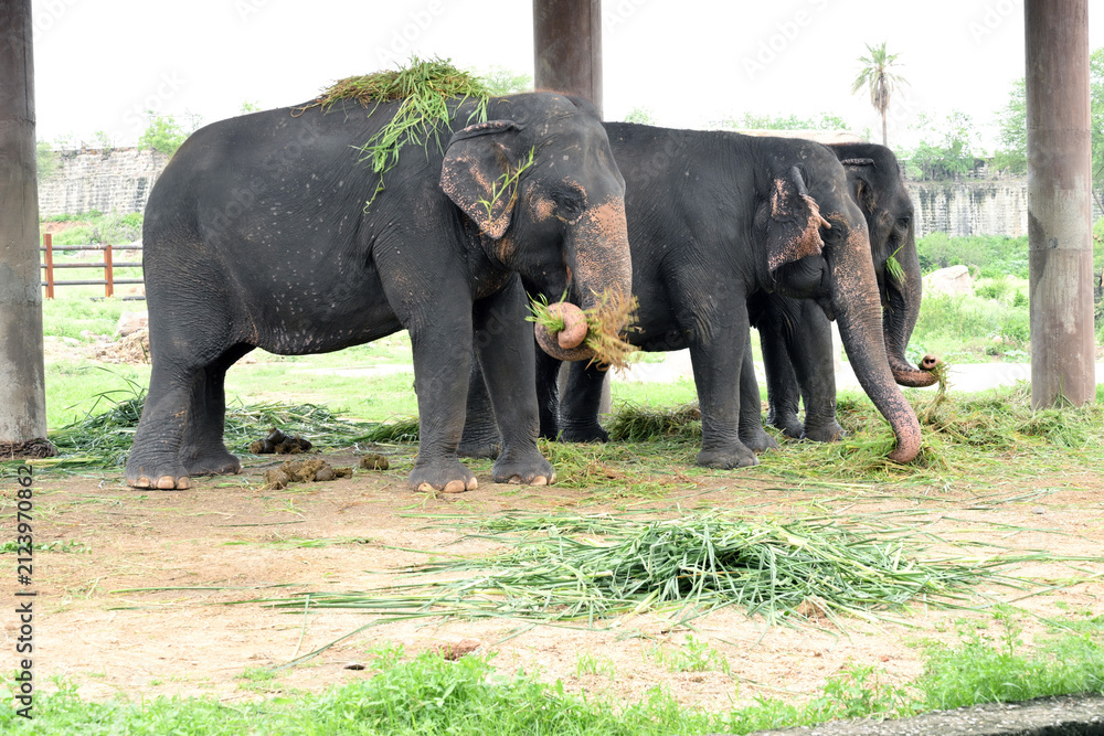 Obraz premium Asian elephants eating fresh green fodder under shelter in wildlife zoo habitat