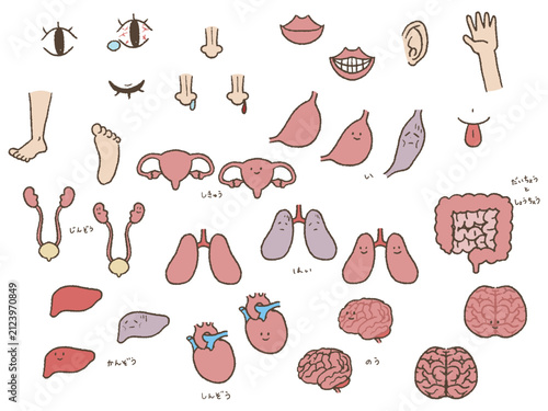 体の一部と臓器のイラストセット
