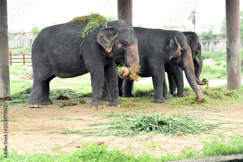 Asian elephants eating fresh green fodder under shelter in wildlife zoo habitat