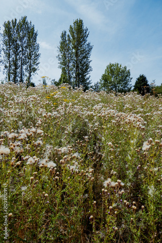 Wildflowers bloom in golden fields beneath blue skies