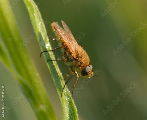 Golden Dung Fly Scathophaga stercoraria sitting on a dew covered grass stem