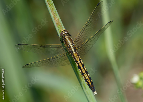 Dark Whiteface Dragonfly Leucorrhinia albifrons resting on a plant stem
