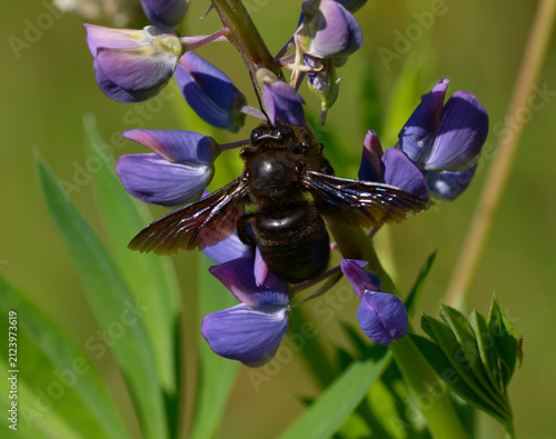 Violet Carpenter Bee Xylocopa violacea feeding on lupine flowers