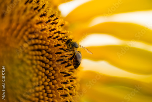 Side Macro Profile of Bee Pollinating Sunflower with Soft Bokeh Yellow Petals