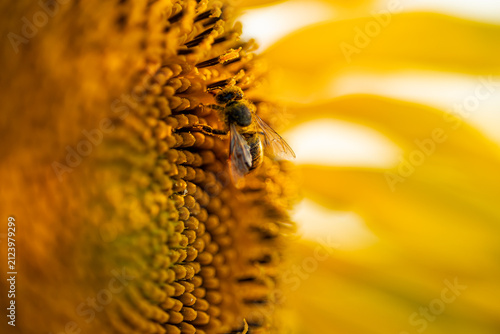 Macro Shot of Honeybee Covered in Pollen Collecting Nectar on Sunflower Center