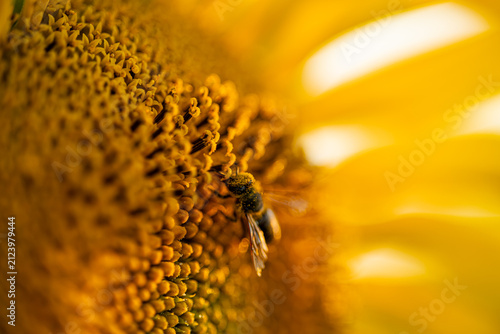 Macro Shot of Honeybee Covered in Pollen Collecting Nectar on Sunflower Center