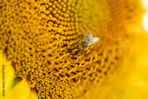Macro Shot of Honeybee Covered in Pollen Collecting Nectar on Sunflower Center