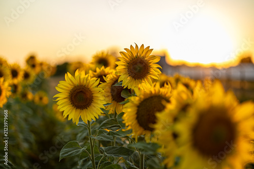 Sun Low on Horizon Illuminating Wildflowers and Grasses in Countryside Field