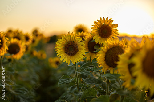 Sun Low on Horizon Illuminating Wildflowers and Grasses in Countryside Field
