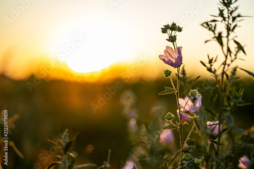 Purple Wildflower Silhouetted Against Golden Hour Sunset Sky in Summer Field