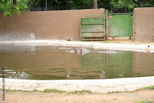 Hippopotamus partially submerged in water at zoo enclosure during daytime