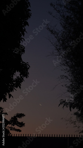 Bild auf Leinwand Crescent Moon in Twilight Sky – Serene Nightscape with Silhouetted Trees