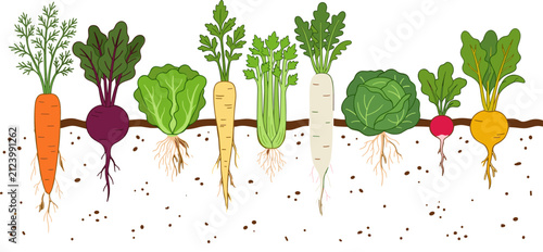Fresh organic root vegetables growing in ground soil featuring carrot beet radish cabbage turnip parsnip garden farm harvest vector illustration