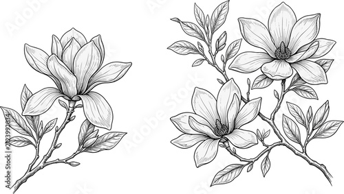 Hand drawn blooming magnolia flower branches line art illustration set vintage botanical outline design for elegant spring wedding decorations