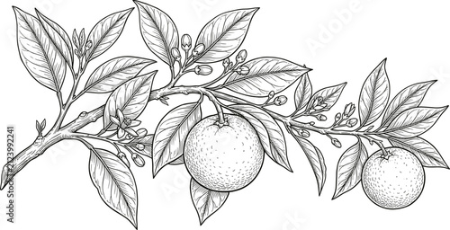 Hand drawn vintage orange fruit tree branch with leaves and blossoms line art illustration vector graphic for botanical packaging design