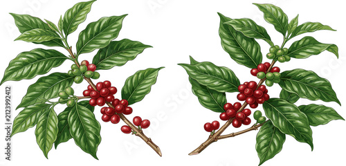 Hand drawn coffee tree branch with green leaves and ripe red berries vector illustration set for cafe package design elements