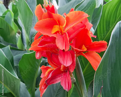 Canna lily in the summer. In Romania