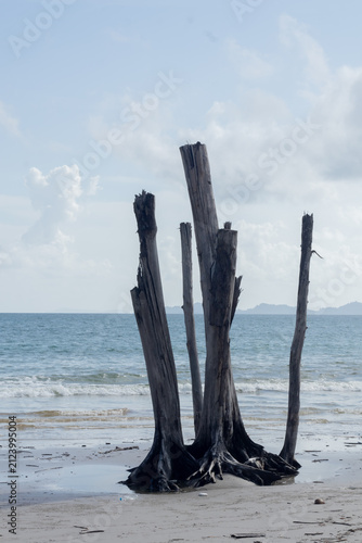 Dead tree trunks standing on a sandy beach