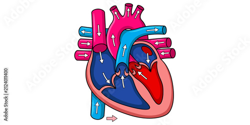 Konstfotografi Illustration showing a human heart with internal structure and blood flow indicated by arrows
