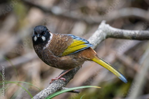 Photography Black-faced Laughingthrush (Pterorhinus affinis) in Nam Cang, Lao Cai Province, Vietnam