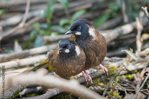 Photography Black-faced Laughingthrush (Pterorhinus affinis) in Nam Cang, Lao Cai Province, Vietnam