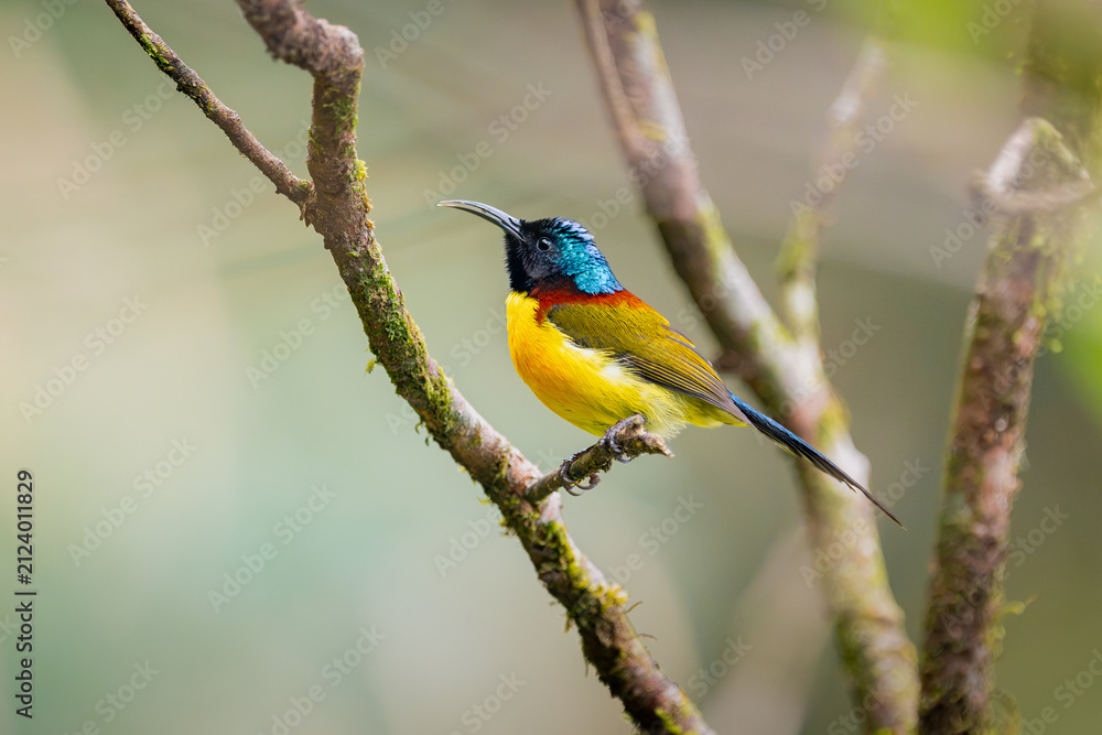 Fototapeta premium A colorful Fire-tailed Myzornis hangs upside down while foraging among forest branches, showcasing its vivid plumage in a Himalayan mountain habitat.