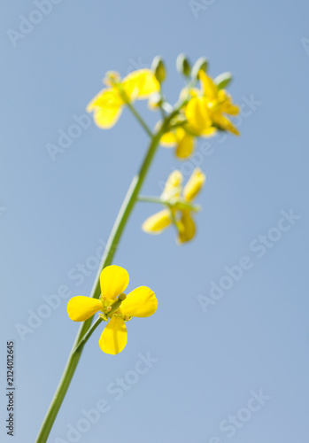 Yellow rocketcress flower
