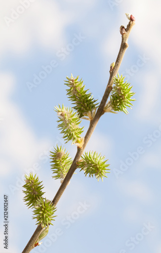 Willow cats in sunny day