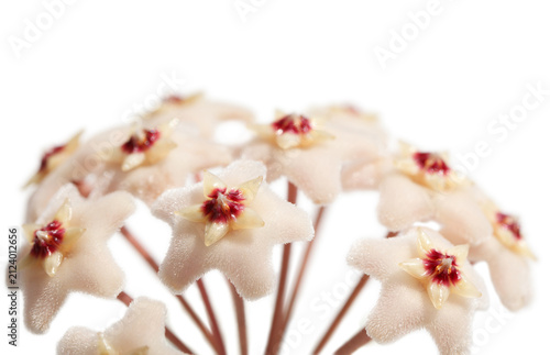 Wax plant umbel