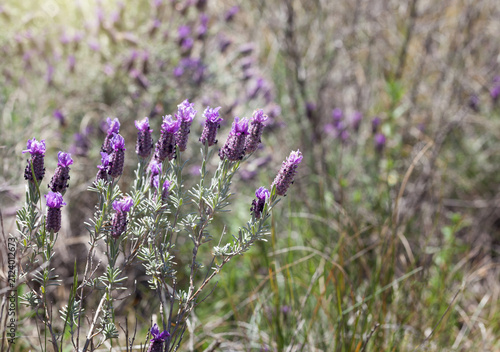 Lush Purple Wild Lavender in Sunlit Meadow
