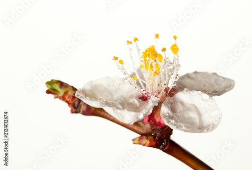 Dew drops on apricot flower