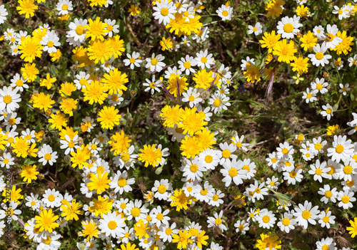 Sunny Field of Yellow and White Wildflowers
