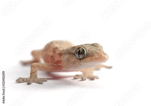 Gecko isolated on White Background