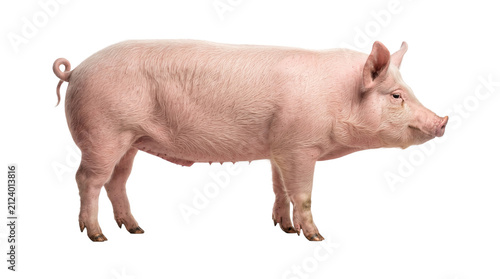 Side view of large pink domestic pig standing isolated on transparent background png with curly pig tail.