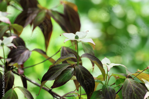 Cornus kousa 'Cappuccino', single white dogwood flower with dark bronze copper reddish leaves.  