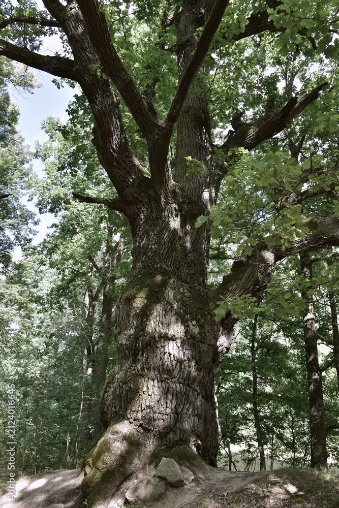 Obraz premium biggest and most important Devils oak tree in town Trebon