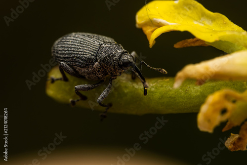 Cuadro en lienzo A weevil clings to a flower stem at Magor Marsh, Wales — armour-plated, methodical, absolutely unbothered by the audience