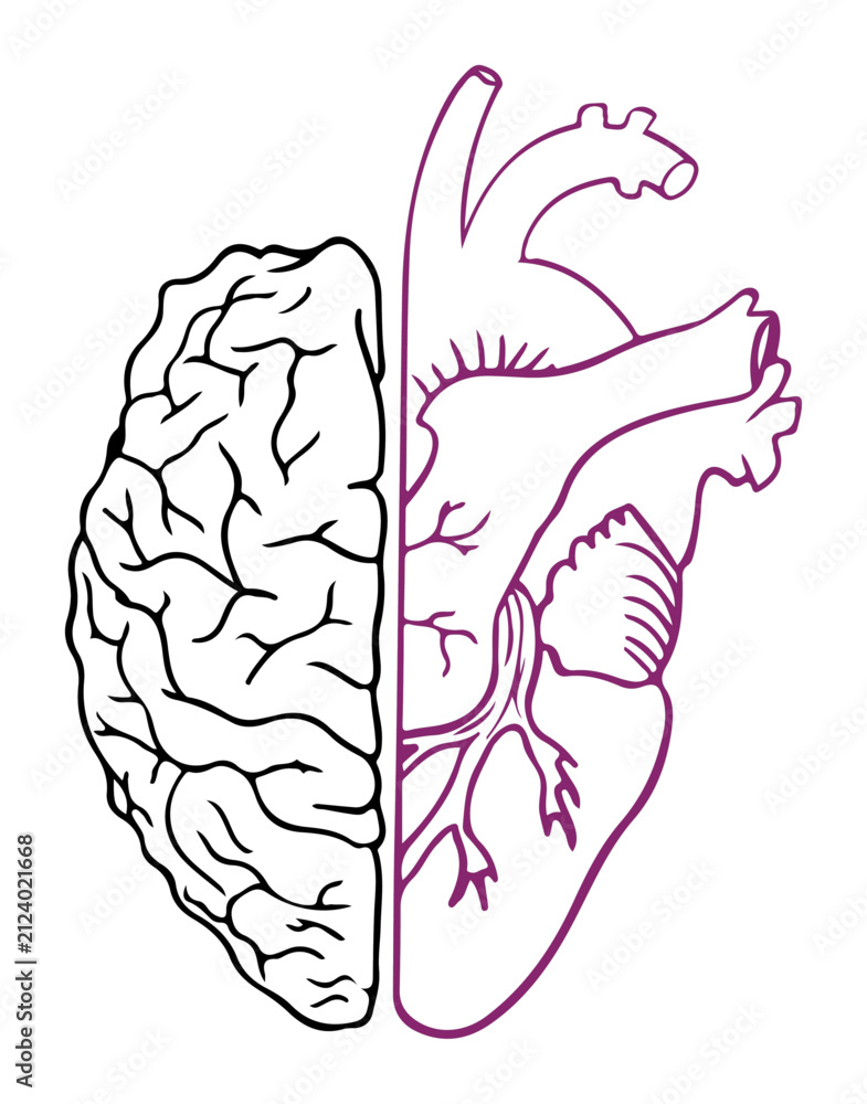 Obraz premium Split illustration of human brain and heart representing logic and emotion isolated on white background for conceptual use