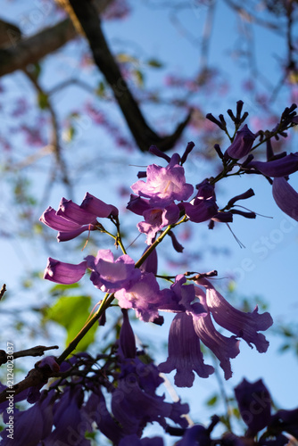 close up macro photo of vibrant purple bell shaped Jacaranda flowers (Jacaranda mimosifolia) blooming on branches, backlit by warm golden sunlight under a clear blue sky in Da Lat, Vietnam