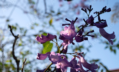 close up macro photo of vibrant purple bell shaped Jacaranda flowers (Jacaranda mimosifolia) blooming on branches, backlit by warm golden sunlight under a clear blue sky in Da Lat, Vietnam