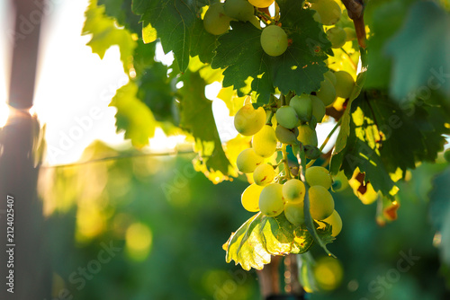 A cluster of fresh, organic green grapes hangs from a sunlit vine in Greece, symbolizing the freshness and abundance of Mediterranean harvest season.