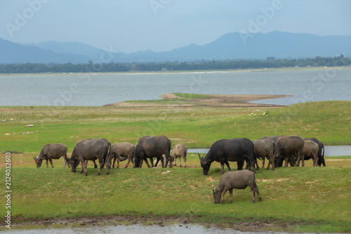 Domestic Water Buffalo, Eating, Grass, Agricultural Field, Agriculture