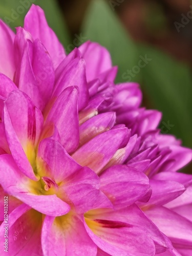 Pink Dahlia Flower with Golden Center