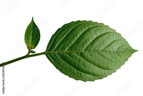 Green leafy twig with one large leaf and small bud leaf