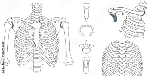 Foto Human Thoracic Skeleton Anatomy Collection with Rib Cage, Clavicle, Scapula, Ste