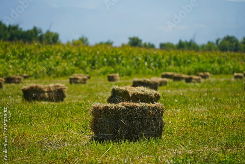 Canvas Print The stack. A field with collected haystacks and straw.
